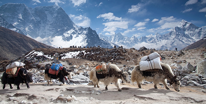 Yak