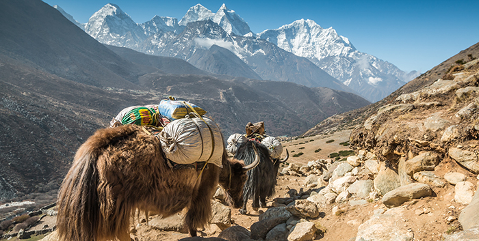 Yak