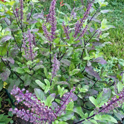 Bazalka posvátná - ocimum sanctum