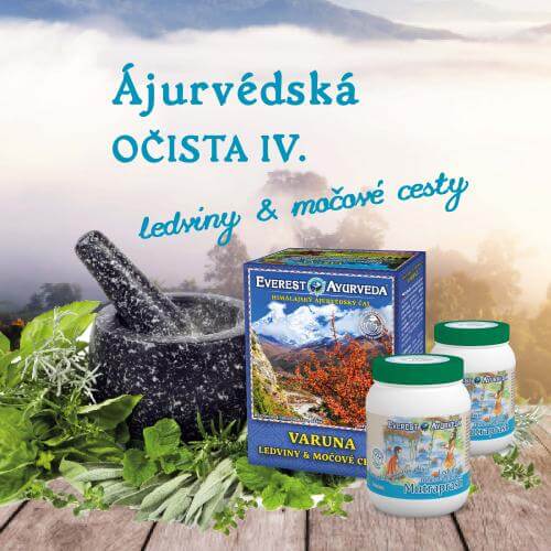 ledviny a močové cesty detox